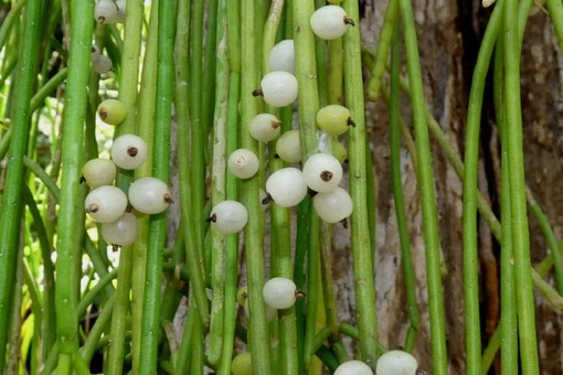 Loài xương rồng kỳ lạ nhất thế giới, sống ký sinh trong rừng rậm ẩm ướt