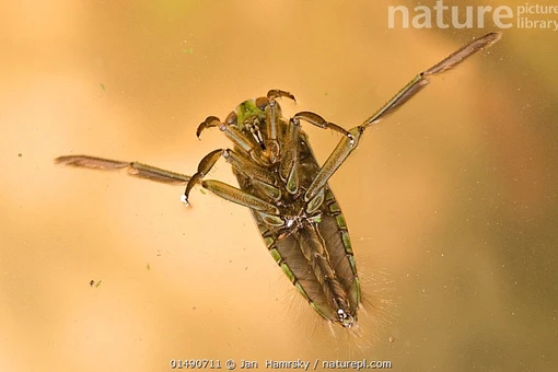 Đòn sát thương đáng sợ của loài côn trùng chuyên bơi ngửa bụng trên mặt nước 