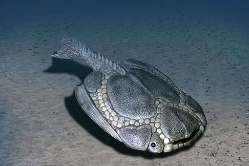 Loài cá trông như 'tấm khiên sống' tồn tại 350 triệu năm trước 