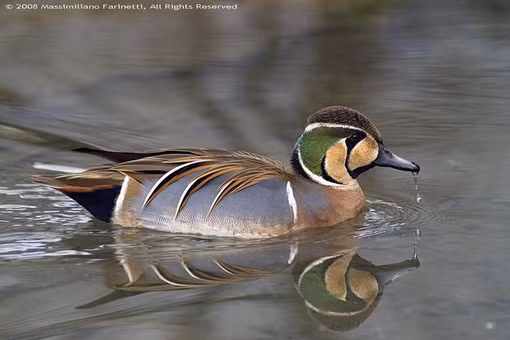 Loài vịt ‘đẹp nhất thế giới’, ai nhìn cũng ngỡ tranh vẽ