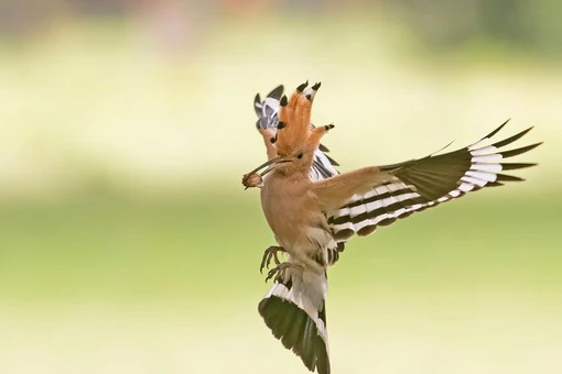 Loài được mệnh danh 'chồn hôi' trong thế giới chim chóc, Việt Nam có nhiều 