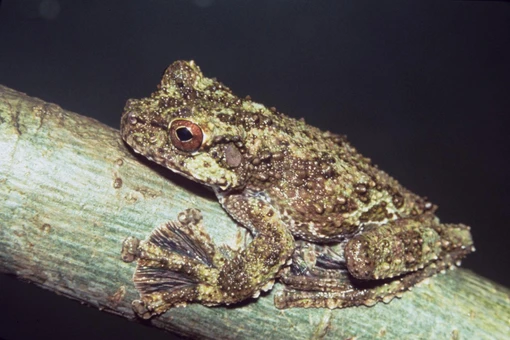 Bàn chân kỳ lạ của loài ếch sống cả đời trên ngọn cây 