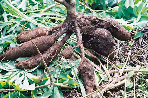 Độc tố nguy hiểm của loài cây nuôi sống triệu người, Việt Nam trồng nhiều 