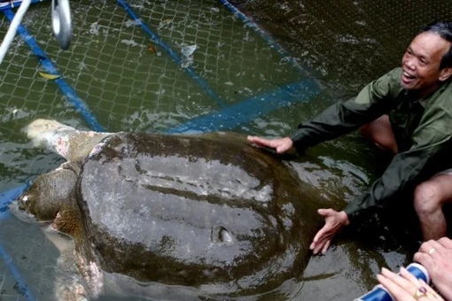 Cận cảnh loài rùa dị thường nhất thế giới, có thể thở qua da 