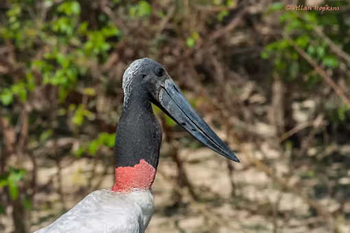 Loài cò khổng lồ với chiếc cổ kỳ lạ khiến ai cũng chú ý 