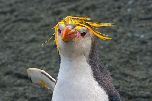 Loài chim cánh cụt đội 'vương miện vàng', sống thành đàn trên hoang đảo 