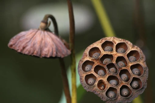 Sự thật gây sốc về hoa sen, 'ngủ' hơn 1.000 năm vẫn sống lại
