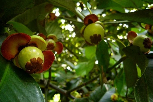 Sự thật kỳ thú về loài cây cho quả được mệnh danh 'nữ hoàng trái cây'