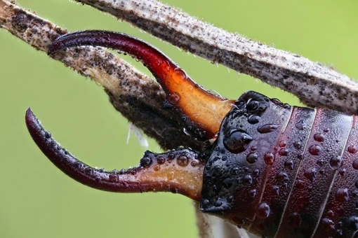 Loài côn trùng gắn với giai thoại rùng rợn ở châu Âu, Việt Nam có nhiều 