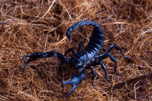 Loài bọ cạp khổng lồ phát sáng bí ẩn dưới ánh đèn UV 