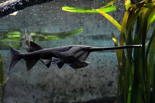 Ngoại hình kỳ lạ của loài cá khổng lồ cổ xưa chỉ có ở Bắc Mỹ 