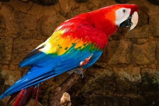 Sự thật thú vị về loài chim cực đẹp 'ăn đất' để sống sót 