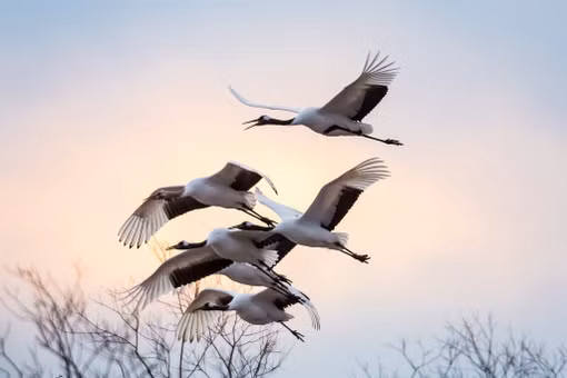 Tận mục loài chim biểu tượng nổi tiếng thế giới của Nhật Bản 