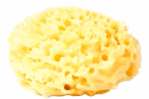 Nguồn gốc khó tin của 'miếng bọt biển' con người dùng để tắm nhiều thế kỷ 