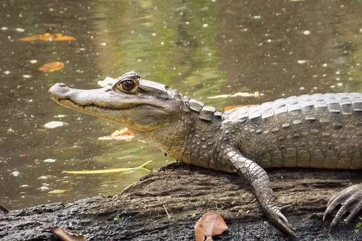 Tận mục loài cá sấu có sừng bí ẩn của rừng rậm Amazon 