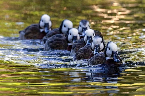 Loài vịt hoang có tập tính 'huýt gió' độc đáo, sống nhiều ở Việt Nam 