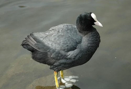 Loài chim tiến vua 'mặt đen trán trắng' có đôi chân cực quái dị 