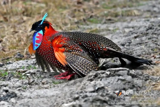 Loài chim có sừng đẹp khó tin trên dãy Himalaya 