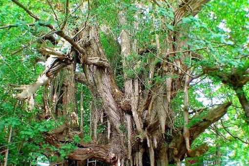 Loài cây 'hóa thạch sống', không hề thay đổi kể từ thời khủng long đến nay 