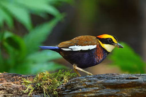 Loài chim 'cụt đuôi' được ví như 'viên ngọc sống' trong rừng rậm Việt Nam 