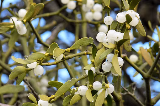Cận cảnh loài thực vật 'ăn bám' được tôn sùng như cây thiêng ở châu Âu 