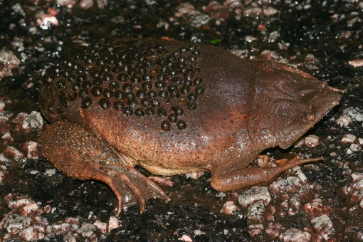 Vẻ ngoài sởn gai ốc của loài cóc cho con đục lỗ làm tổ trên lưng 