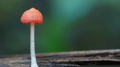 Top loài nấm đẹp nhất hành tinh, quý hiếm, rực rỡ đầy mê hoặc