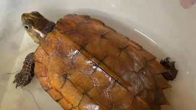 Rùa vàng đi lạc vào nhà dân ở Hà Tĩnh là loài cực quý