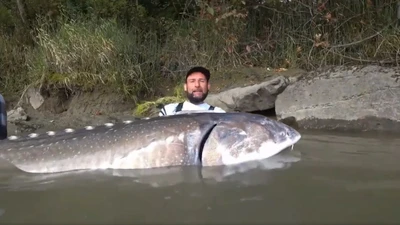 Cần thủ câu được cá tầm "khủng" nặng 258 kg gây bão mạng