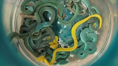 Rúng động phát hiện 44 con rắn độc trong vali ở sân bay
