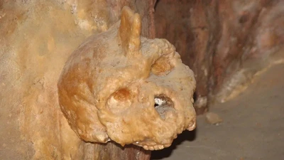 Hộp sọ 300.000 năm tiết lộ bí mật tiến hóa của người Homo Heidelbergensis