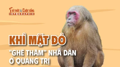 [INFOGRAPHIC] Khỉ mặt đỏ "ghé thăm" nhà dân ở Quảng Trị