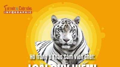 [INFOGRAPHIC] Hổ trắng ở Thảo Cầm Viên chết: Loài quý hiếm!