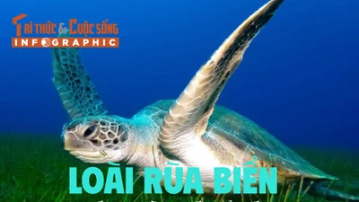 [INFOGRAPHIC] Rùa biển quý hơn vàng được giải cứu ở Cô Tô