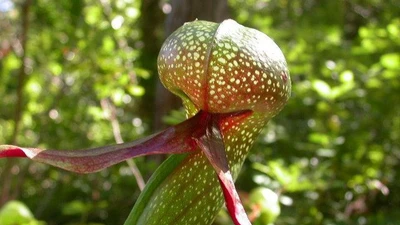 Thực vật 'sát thủ' đội lốt rắn hổ mang, bẫy mồi cực độc