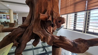 Loại gỗ quý hơn vàng ở Việt Nam, giới đại gia ráo riết lùng