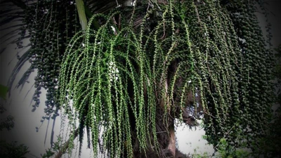 Cây Đoác Việt Nam tiết rượu tươi, uống mát bổ thần kỳ