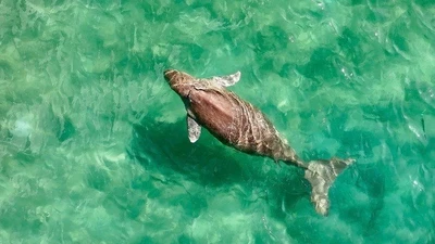 Bò biển Dugong quý hiếm bất ngờ xuất hiện tại biển Côn Đảo