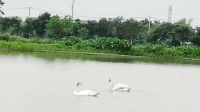 Xôn xao đôi thiên nga trắng muốt xuất hiện ở Bắc Ninh