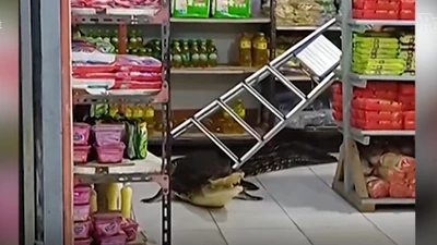 Quái thú dài hơn 3m "đi lạc" vào cửa hàng tạp hóa gây kinh hãi