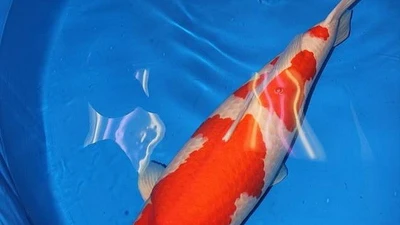 Lý do cá Koi Kohaku đạt giá trị kỷ lục 41 tỷ đồng