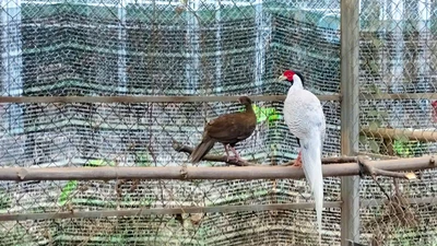 Khám phá “ngôi nhà” của gà lôi trắng và động vật quý ở Huế