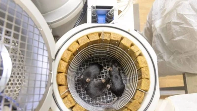 Nga phóng vệ tinh mang chuột, ruồi giấm lên quỹ đạo Trái đất