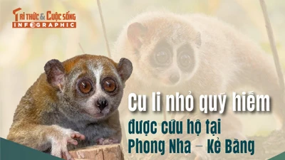 [INFOGRAPHIC] Loài cu li quý hiếm trong Sách Đỏ Việt Nam