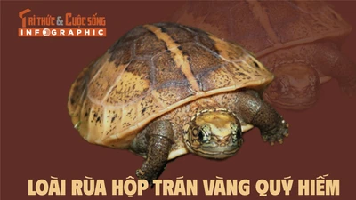 [INFOGRAPHIC] Loài rùa quý hiếm có khả năng "đóng hộp"