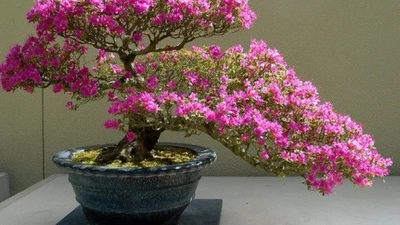  Vì sao ngày càng ít người trồng hoa đỗ quyên trong nhà?