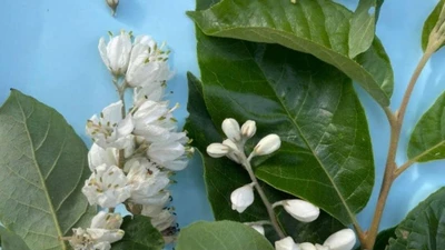 Cây lá dương đỏ phát hiện ở Sốp Cộp... là loài trong Sách đỏ