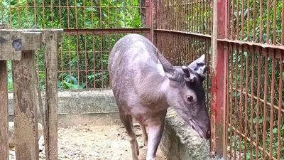 Người dân Nghệ An giao nộp 5 cá thể động vật hoang dã