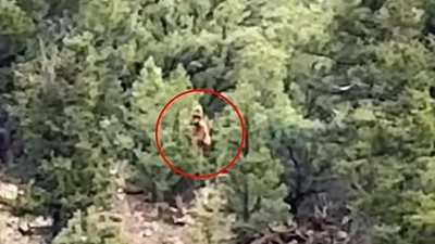 Xôn xao bằng chứng mới nhất về quái thú Bigfoot