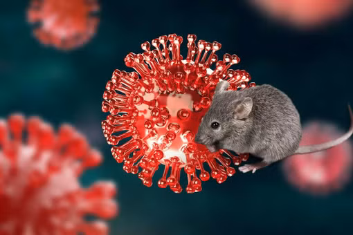 Cảnh báo virus Hanta: Việt Nam sẵn sàng xét nghiệm, bệnh diễn biến nhanh